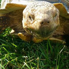 Turtle Talk Podcast