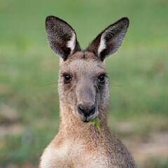 (Joke of the Day) Steve's cousin buys a talented kangaroo! - Steve & Gina in the Morning Podcast