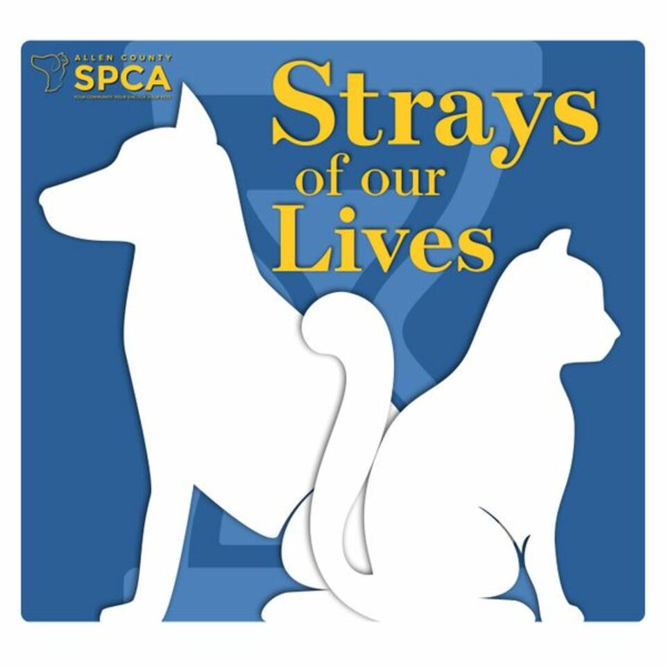 Strays of Our Lives