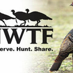 A Virtual Showcase For Wild Turkey Conservation - Higher Calling Wildlife