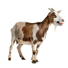 But Why: A Podcast for Curious Kids