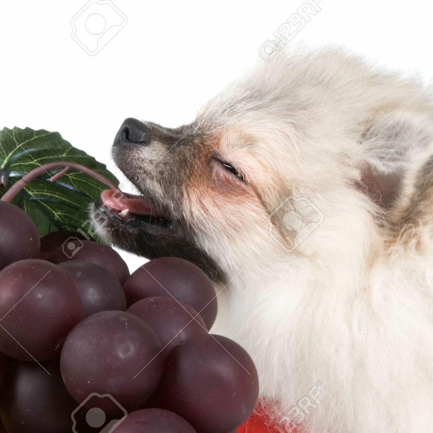 Можно собаке пюре. Собака и виноград. Собака в ягодах. Собака ест виноград. Щенок с виноградом.