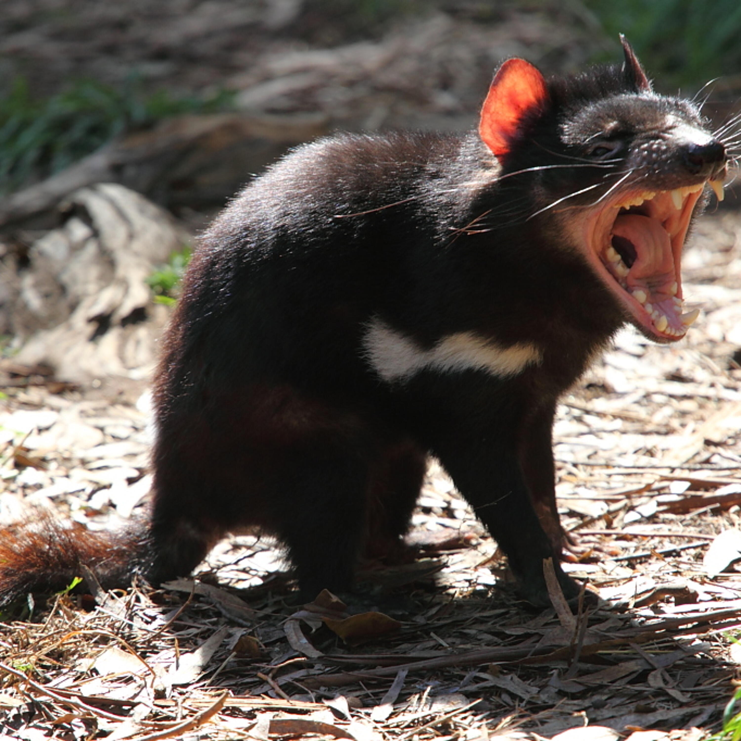 Вопль мыши. Тасманский дьявол в Австралии. Тасманский сумчатый дьявол. Сумчатые млекопитающие Тасманийский дьявол.