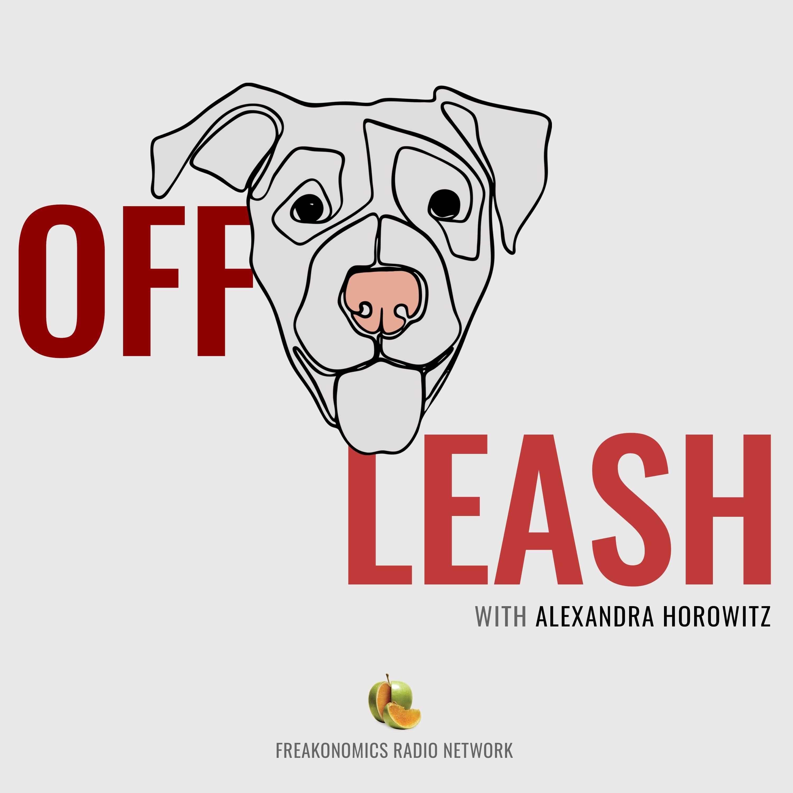 off-leash-iheart