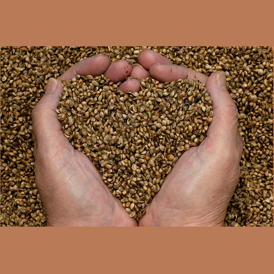 Time 4 Hemp Seeds 2 Grow