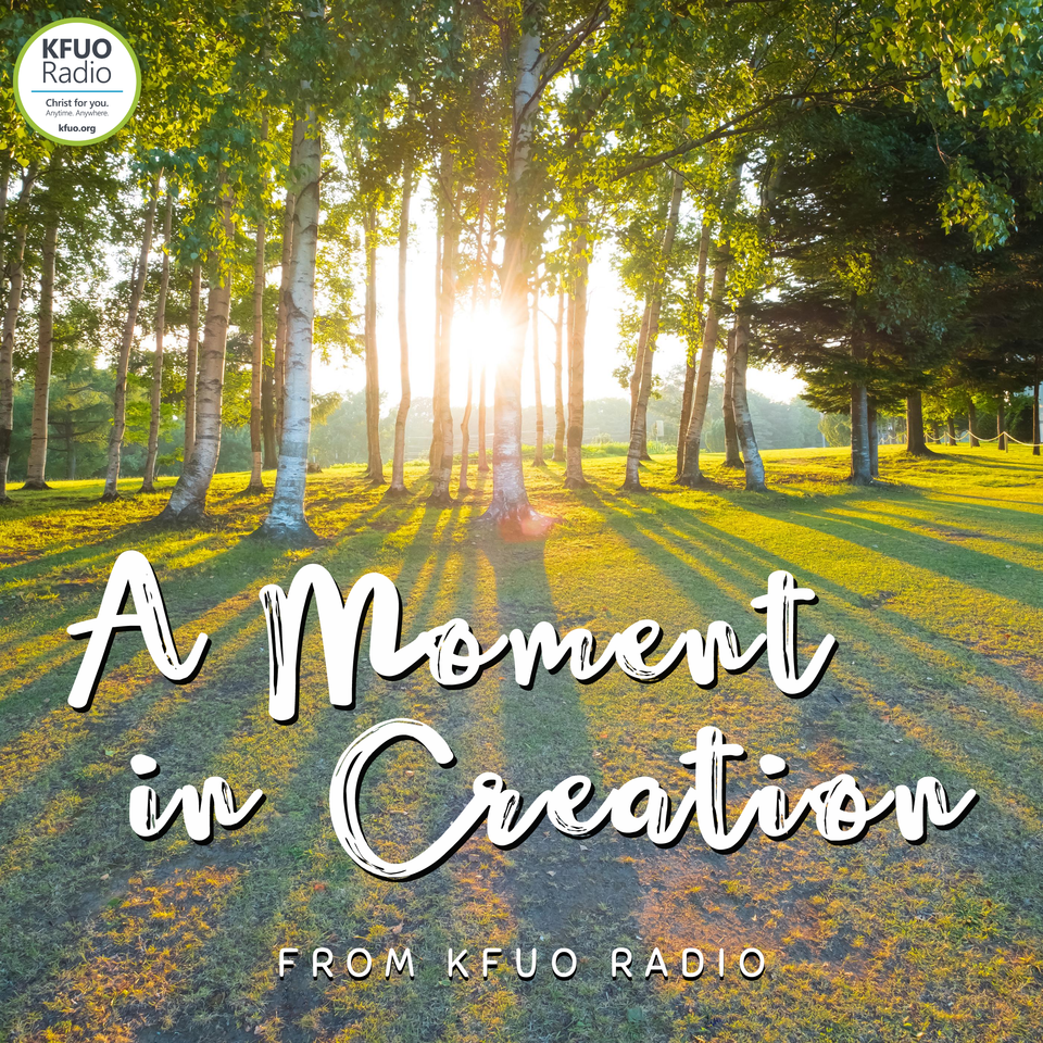 A Moment in Creation with KFUO Radio