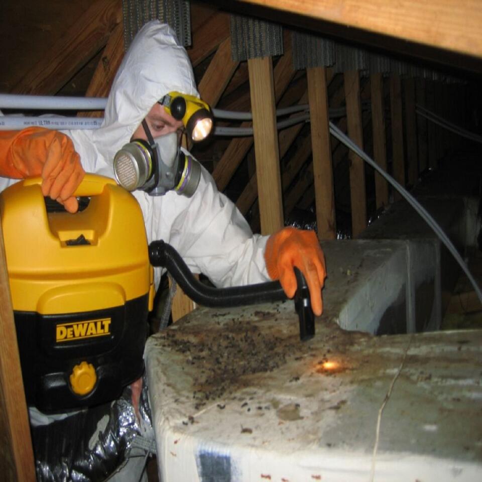 Seattle Bed Bug Extermination