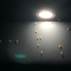 Outer Banks Bugs... On My Birthday! - CzabeCast
