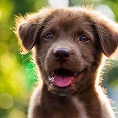 Brown Dog, Ethnic Name. Was That Wrong...? - CzabeCast