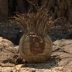 Thank God They Didn't Use a "Molten" Volleyball - CzabeCast