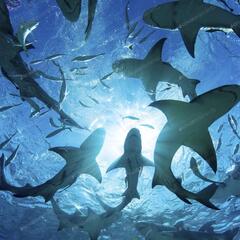The Sharks Are Circling Dan Snyder & The Commanders - CzabeCast