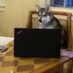 Rule #8 on How to Ace The NFL Draft: "Bring A Dog" - CzabeCast
