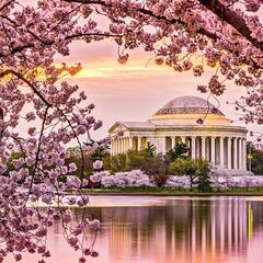 Cherry Blossoms and Traffic Jams - CzabeCast