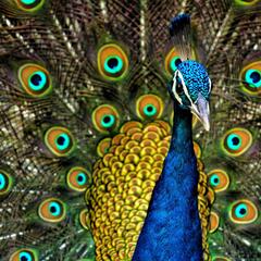You Will Pay The Peacock! - CzabeCast