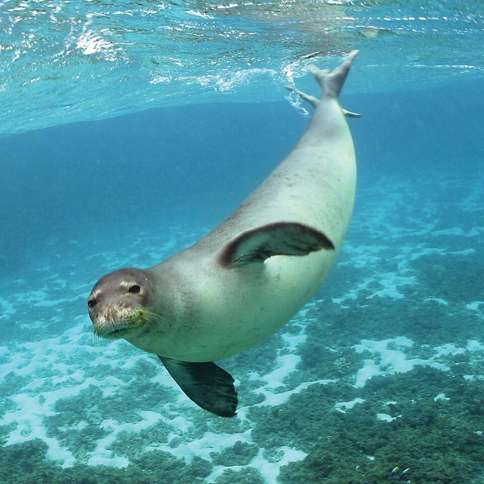 Seal Substance!