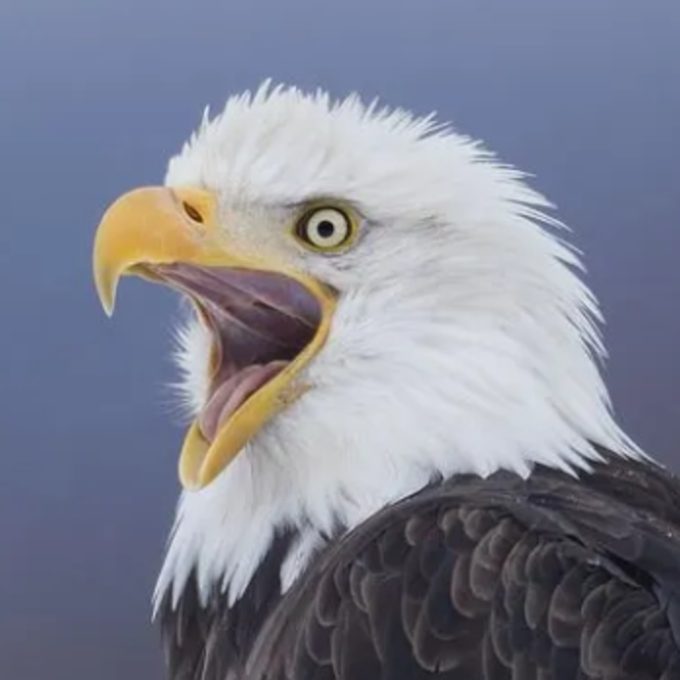 The Patriot Pulse Podcast