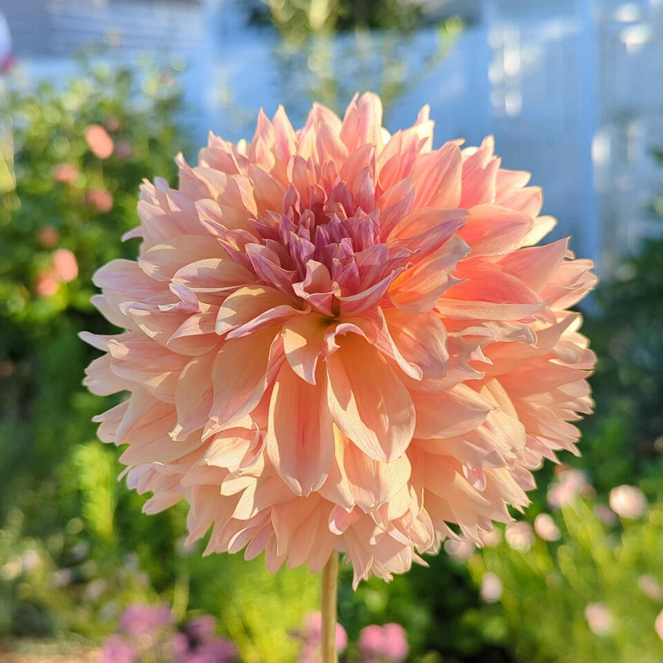 David’s Garden Musings - Flower Gardening & Other Such Things