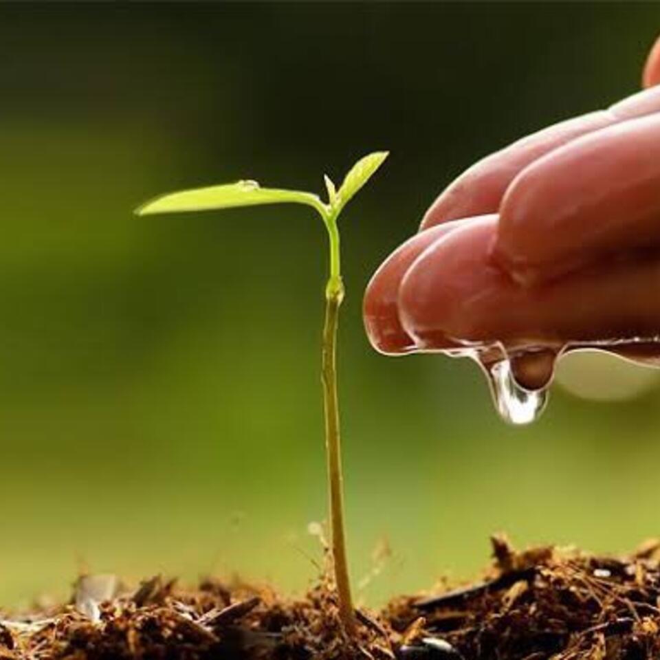 Grow Plant NG