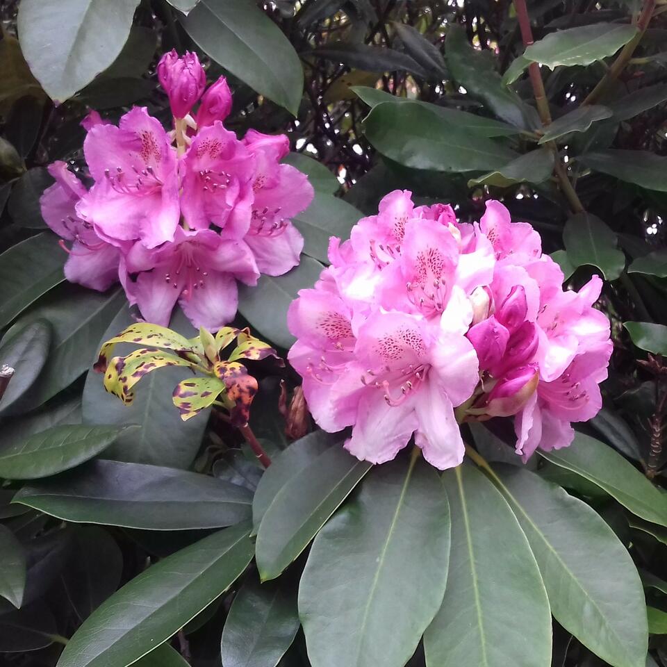 Mazy & Mona’s Podcast