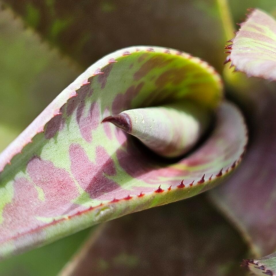 Agave & Cactus Talk