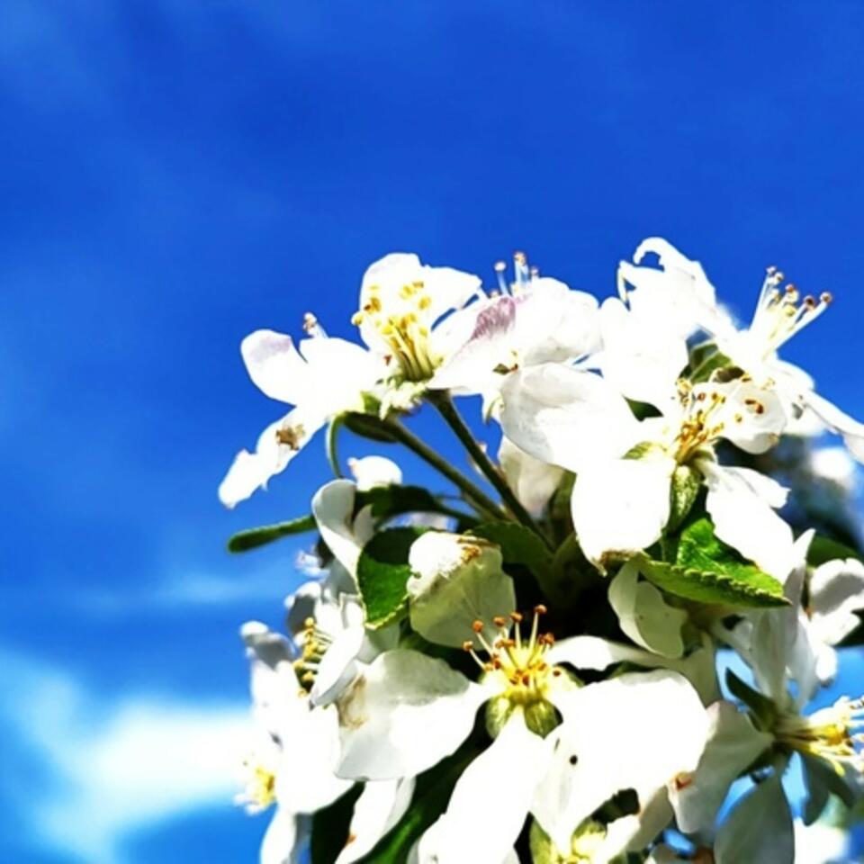 Mary and the Master Gardener’s Podcast