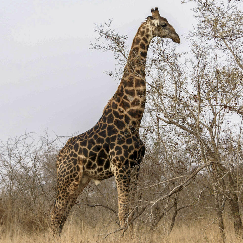 Women On Safari