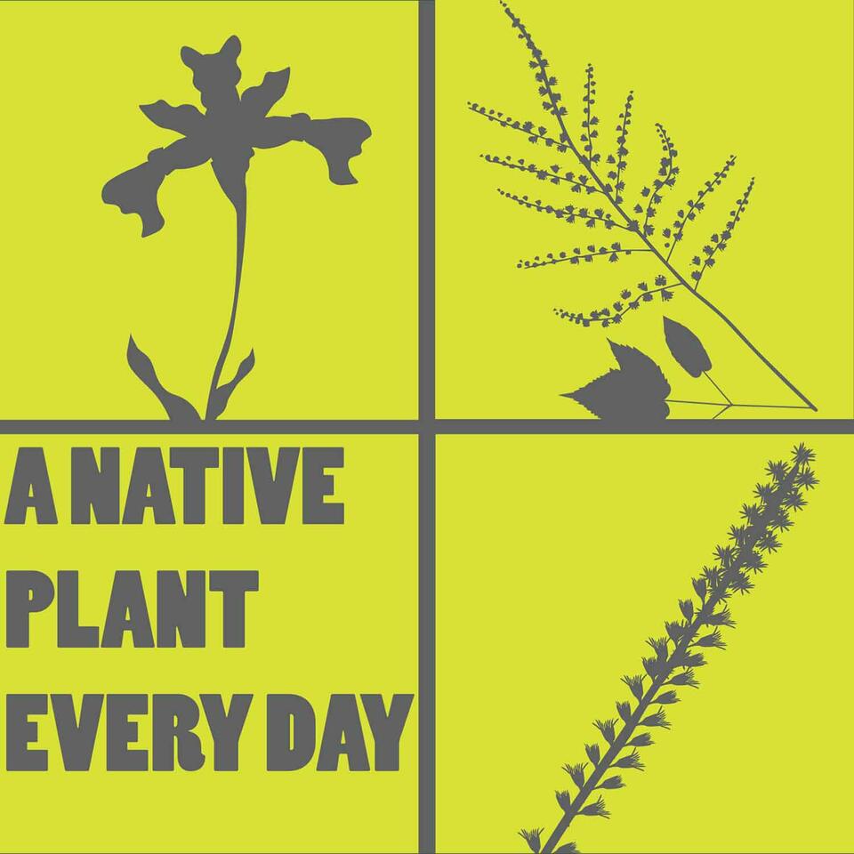 A Native Plant Every Day