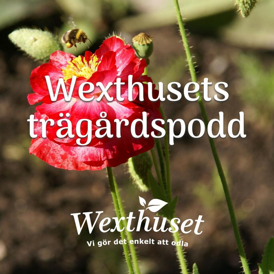 Wexthusets trädgårdspodd