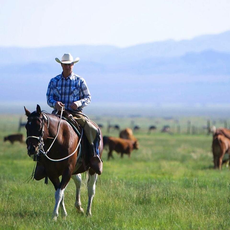 American Cattlemen