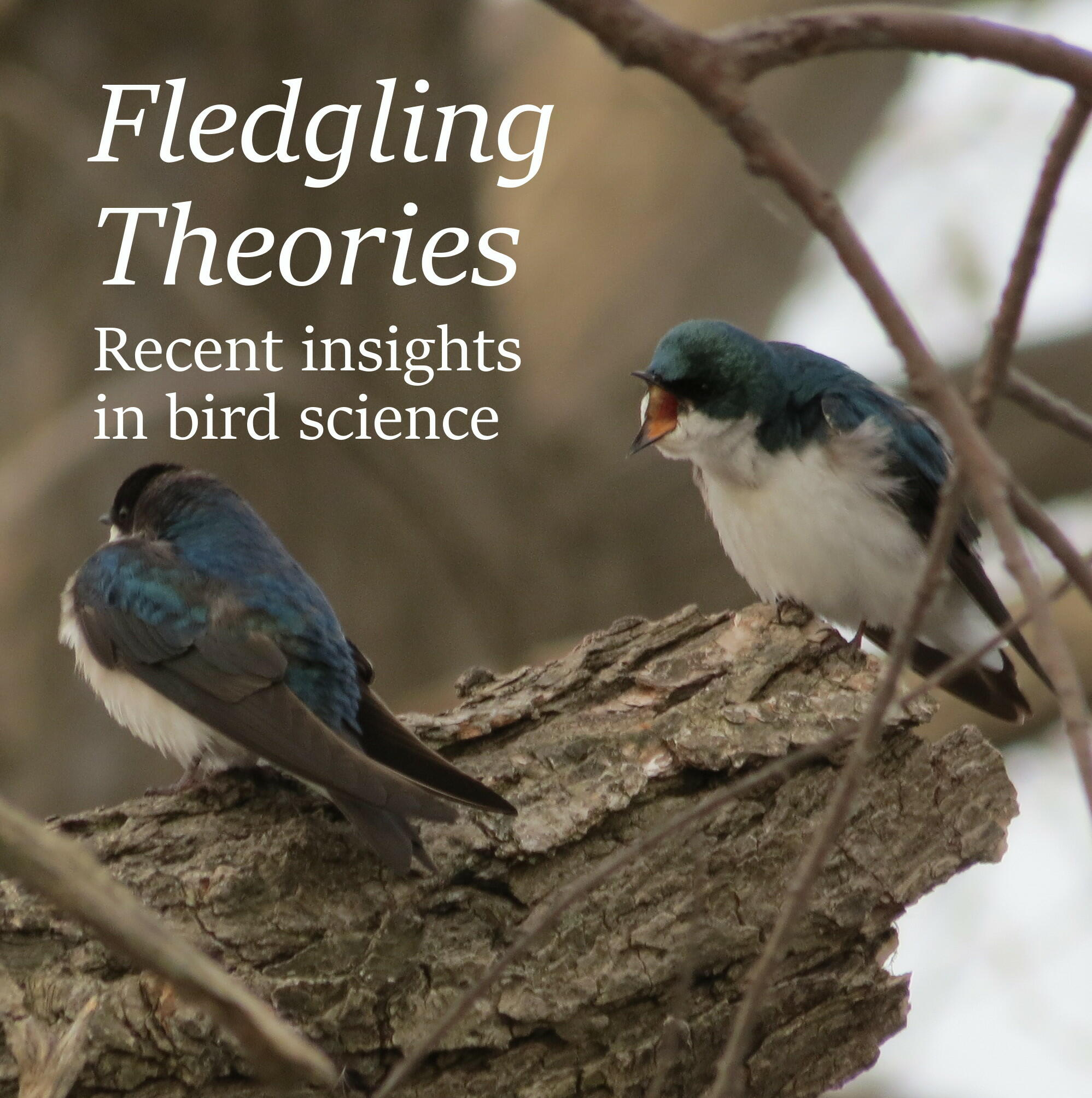 Fledgling. Filbert fledgling. They are you Night Birds what do know. Types of Birds that stay over the Winter