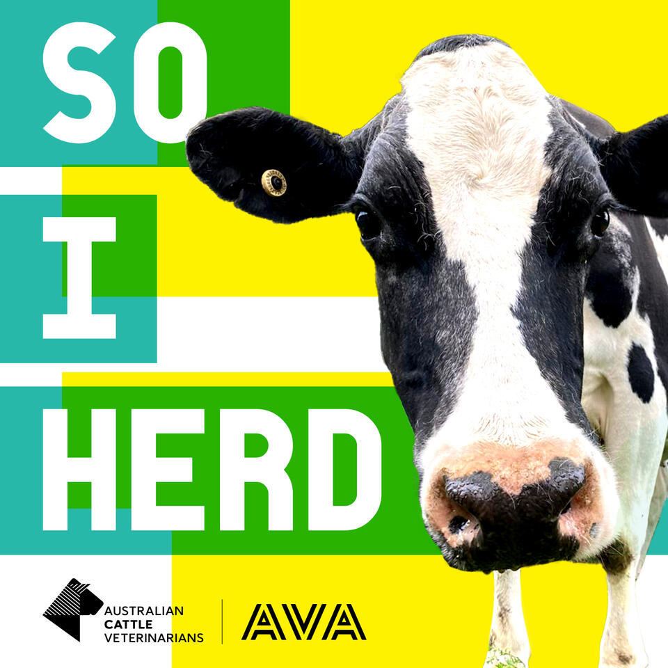 So I Herd