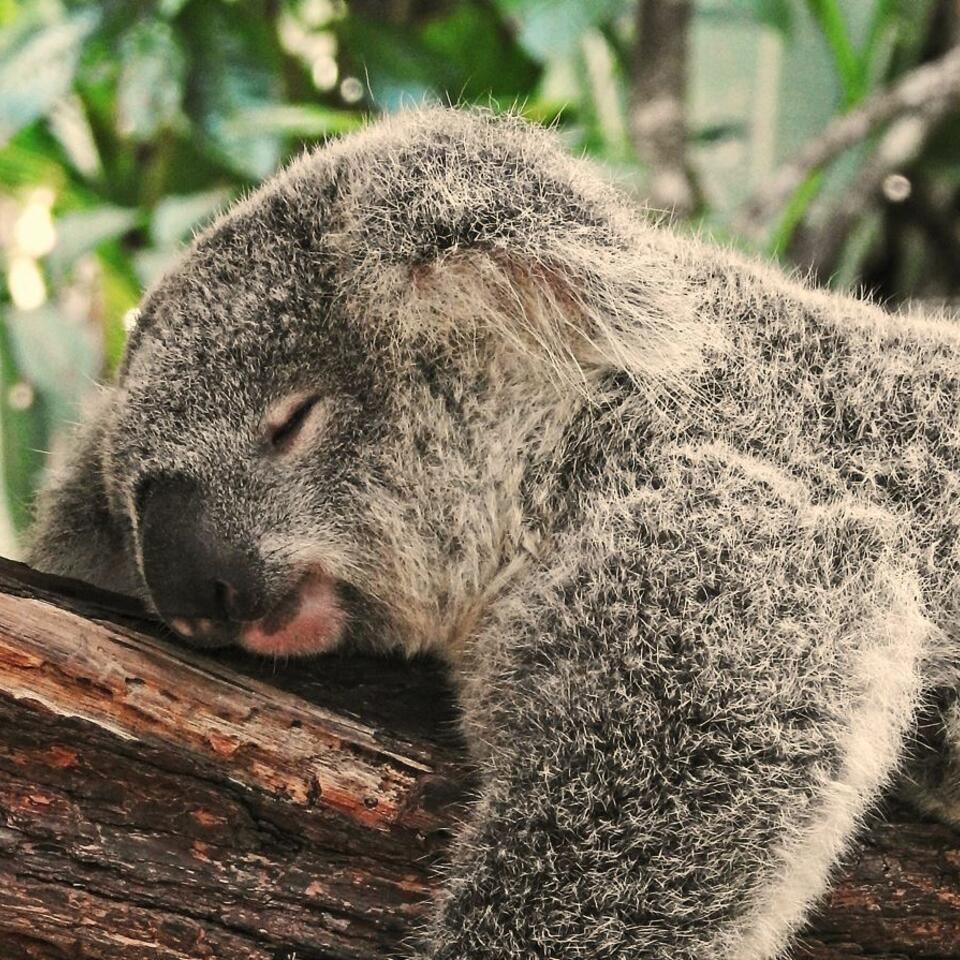 Dozy Listens