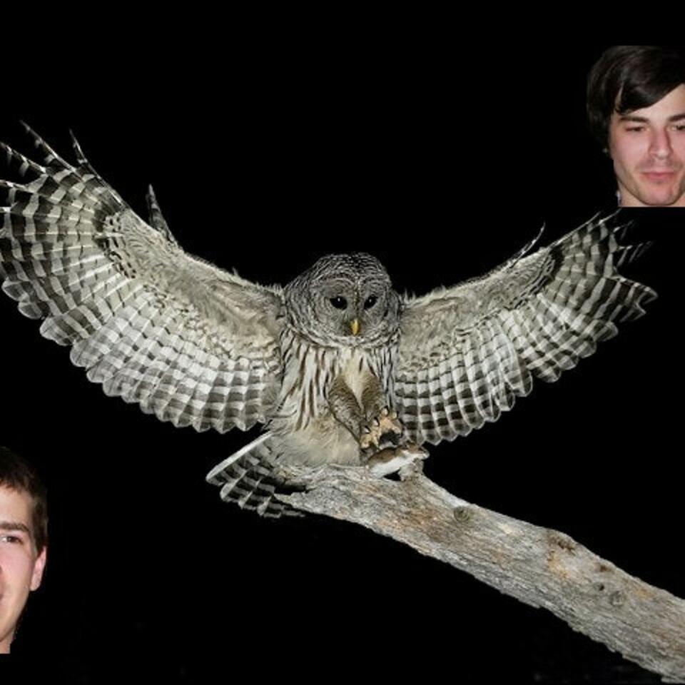 Owls and Pals