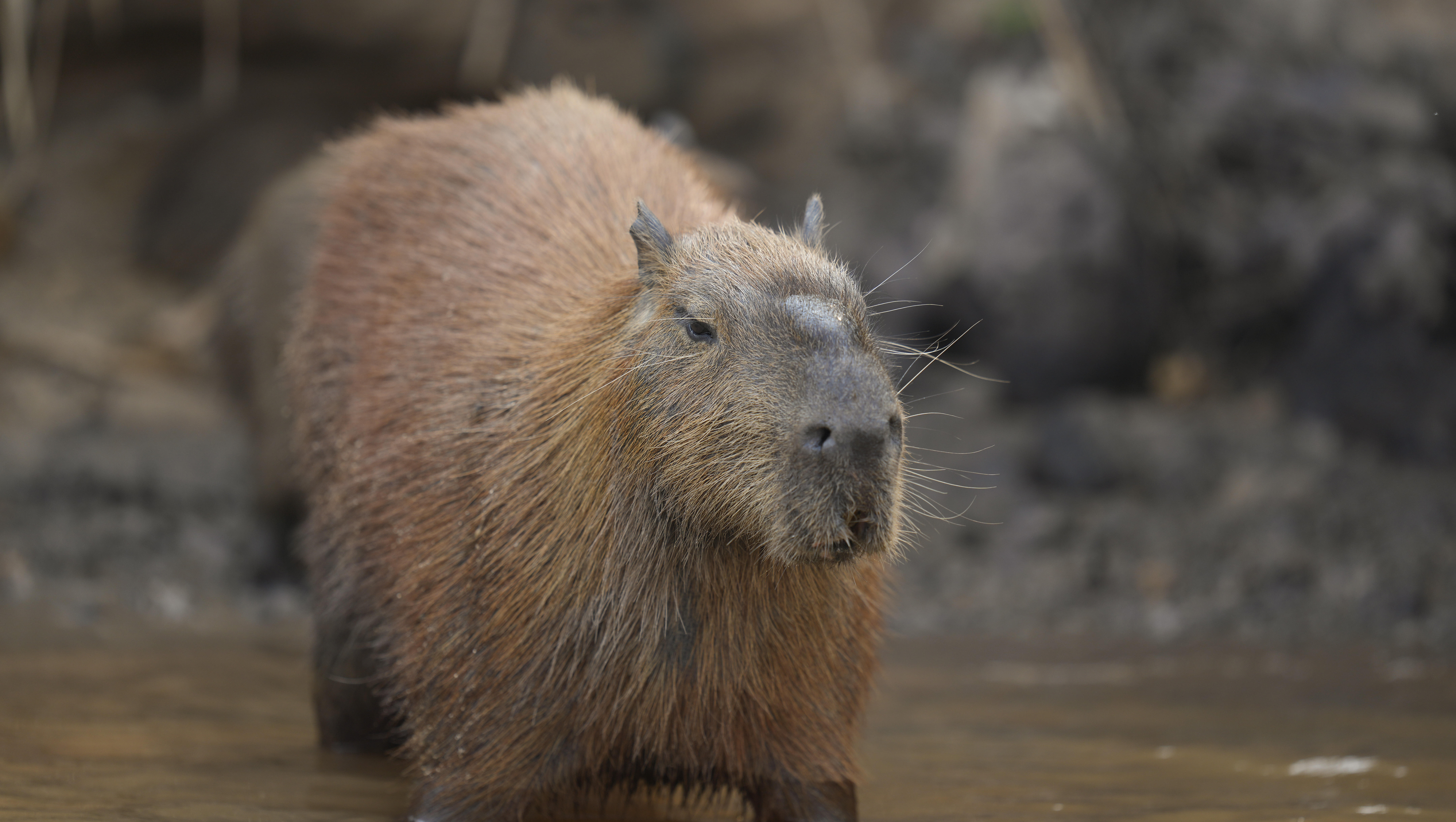 Capybara Yoga,The Brain Game and Wild Parent-Teacher Emails