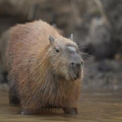 Capybara Yoga,The Brain Game and Wild Parent-Teacher Emails - Jones & Company