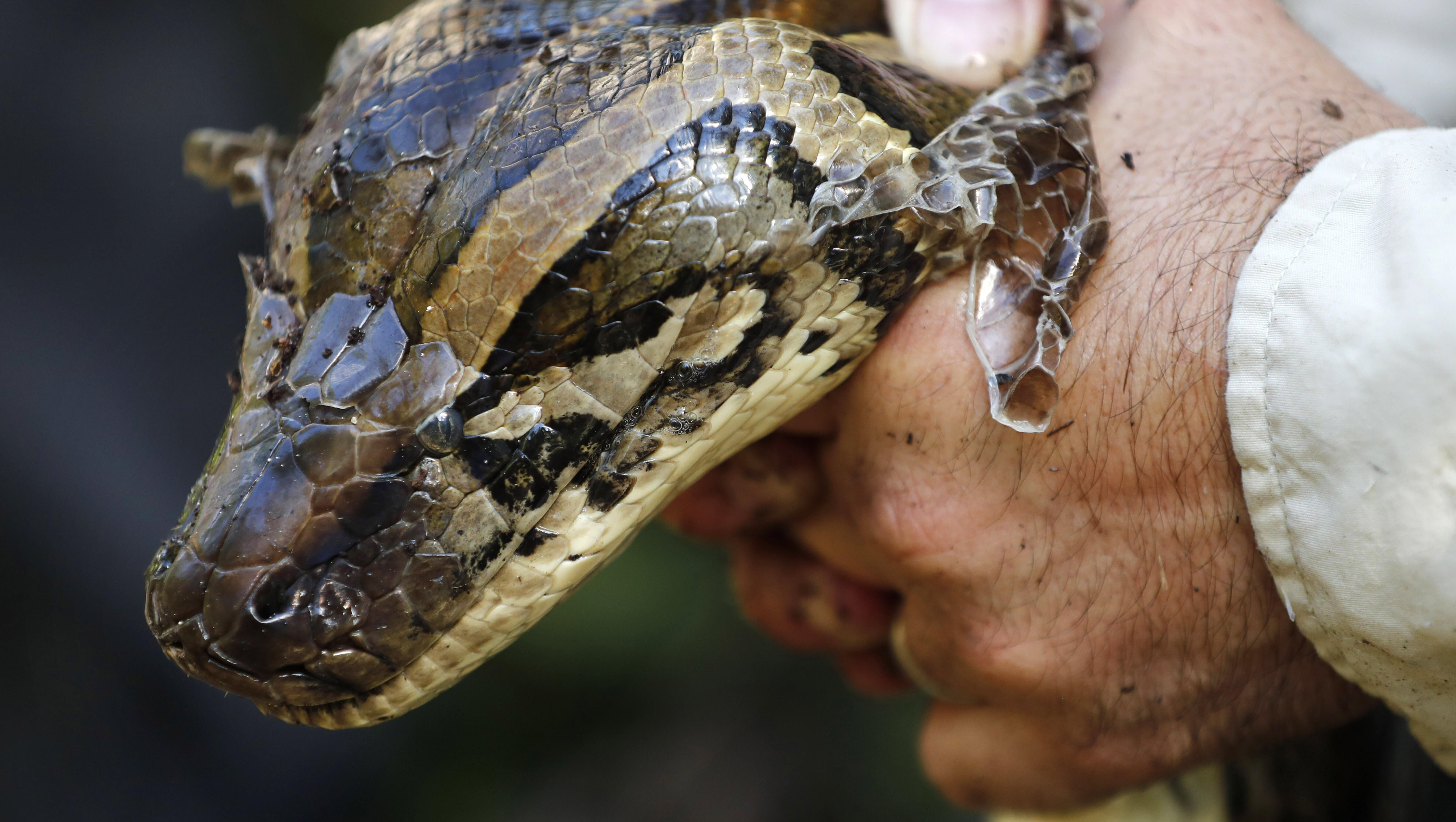 Robot Rabbits and Pythons, Celebrity Talk and Good News