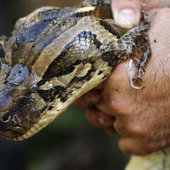 Robot Rabbits and Pythons, Celebrity Talk and Good News - Jones & Company