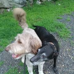 Paul's Dog Milo Meets Al's Dog Fellow - Paul & Al Show