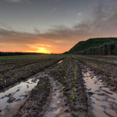 What to Know For Flooded Crops - The Big Show
