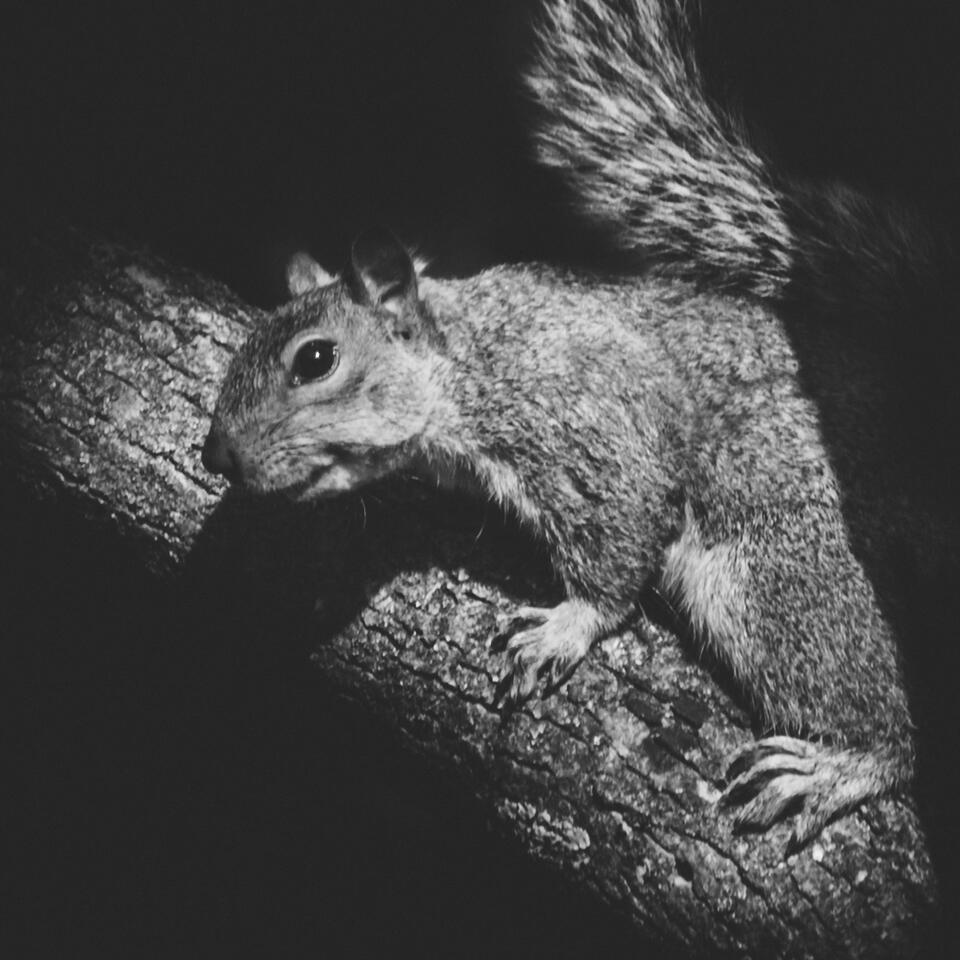 Squirrel Talk