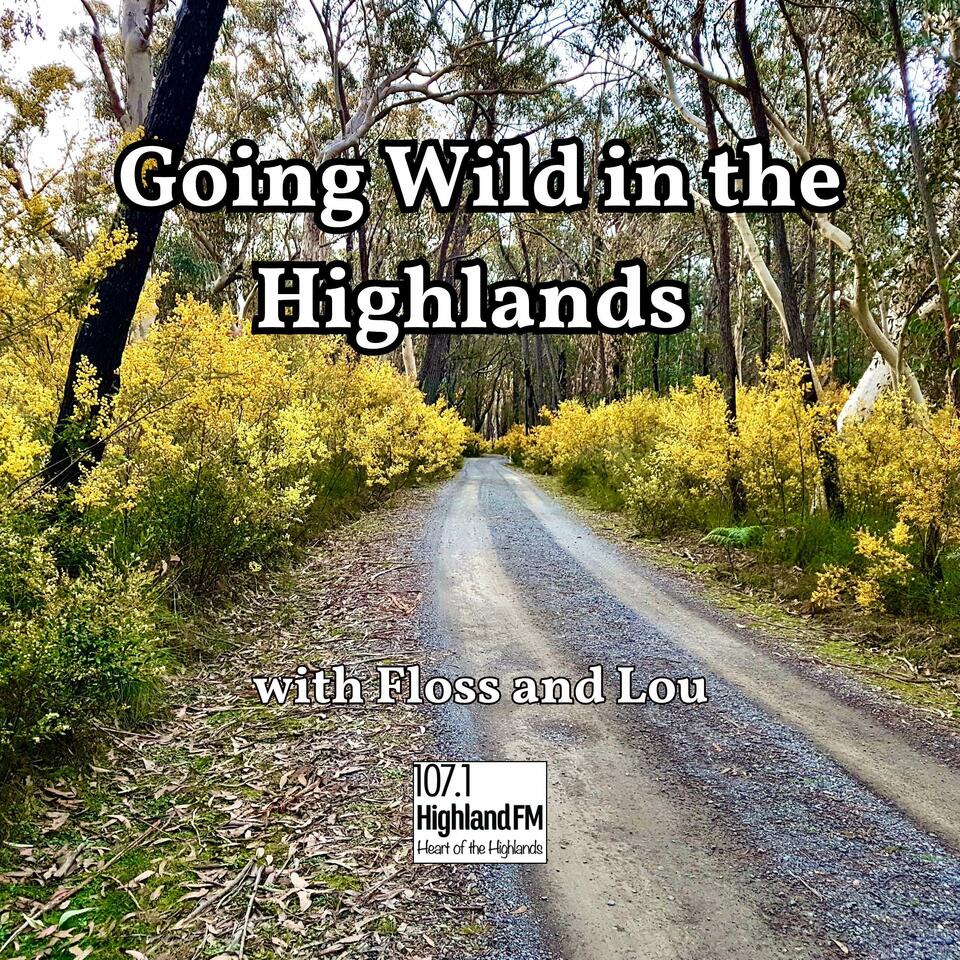 Going Wild in the Highlands