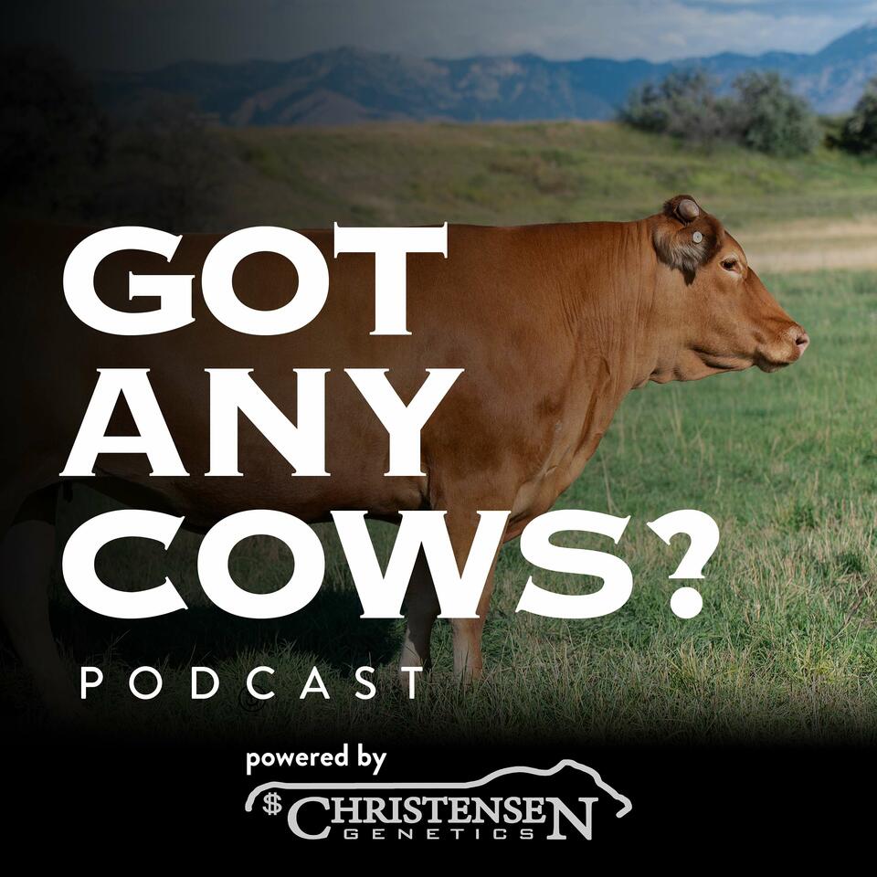 Got Any Cows?