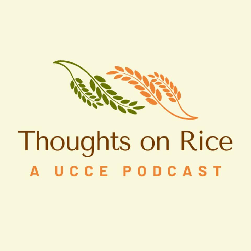 Thoughts on Rice