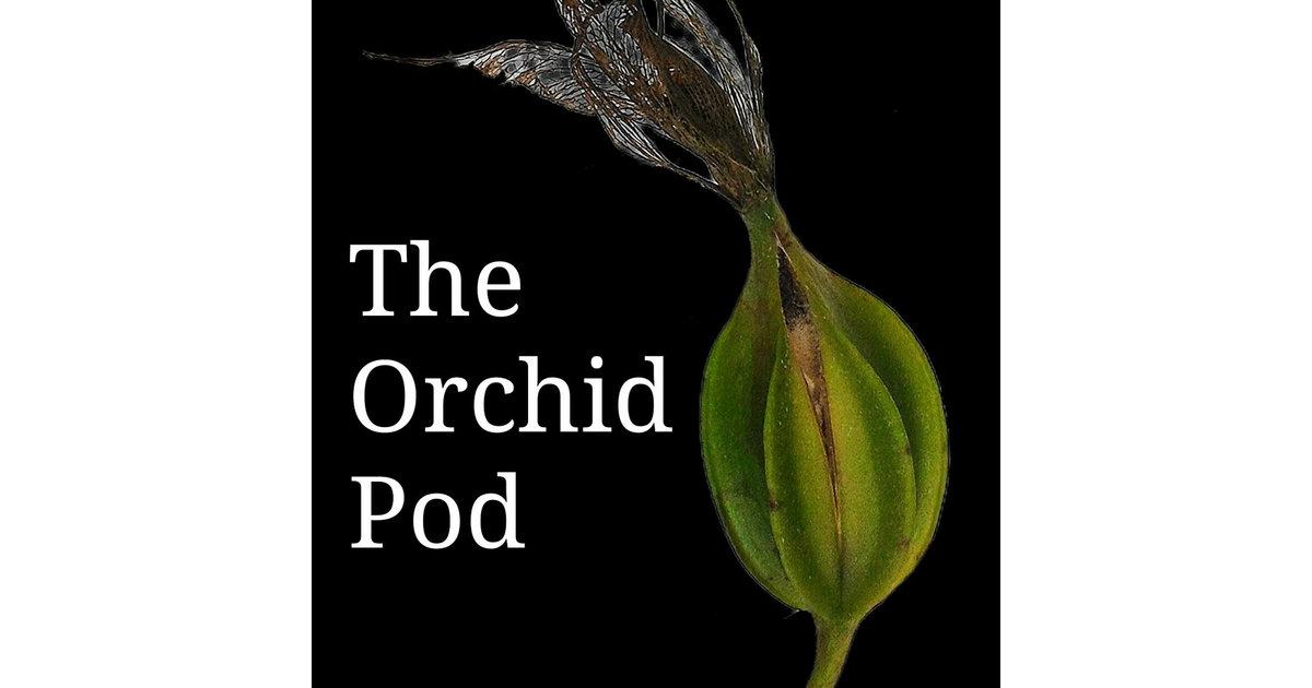 Hilo Orchid Show 2024 The Orchid Pod iHeart