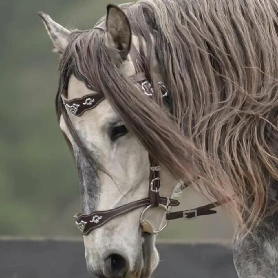 For the love of the Horse