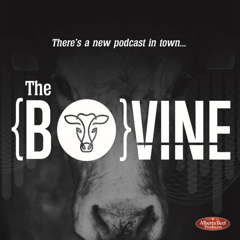 The Bovine