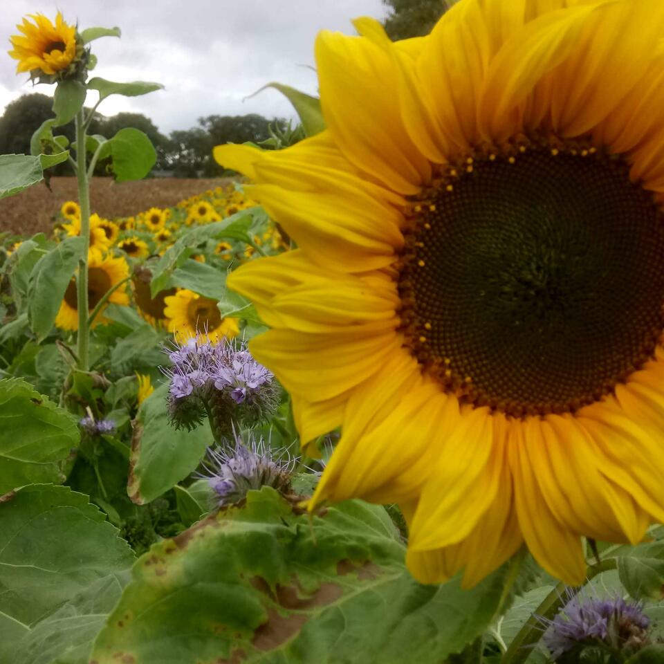 The Nature Garden: gardening, wildlife & nature notes