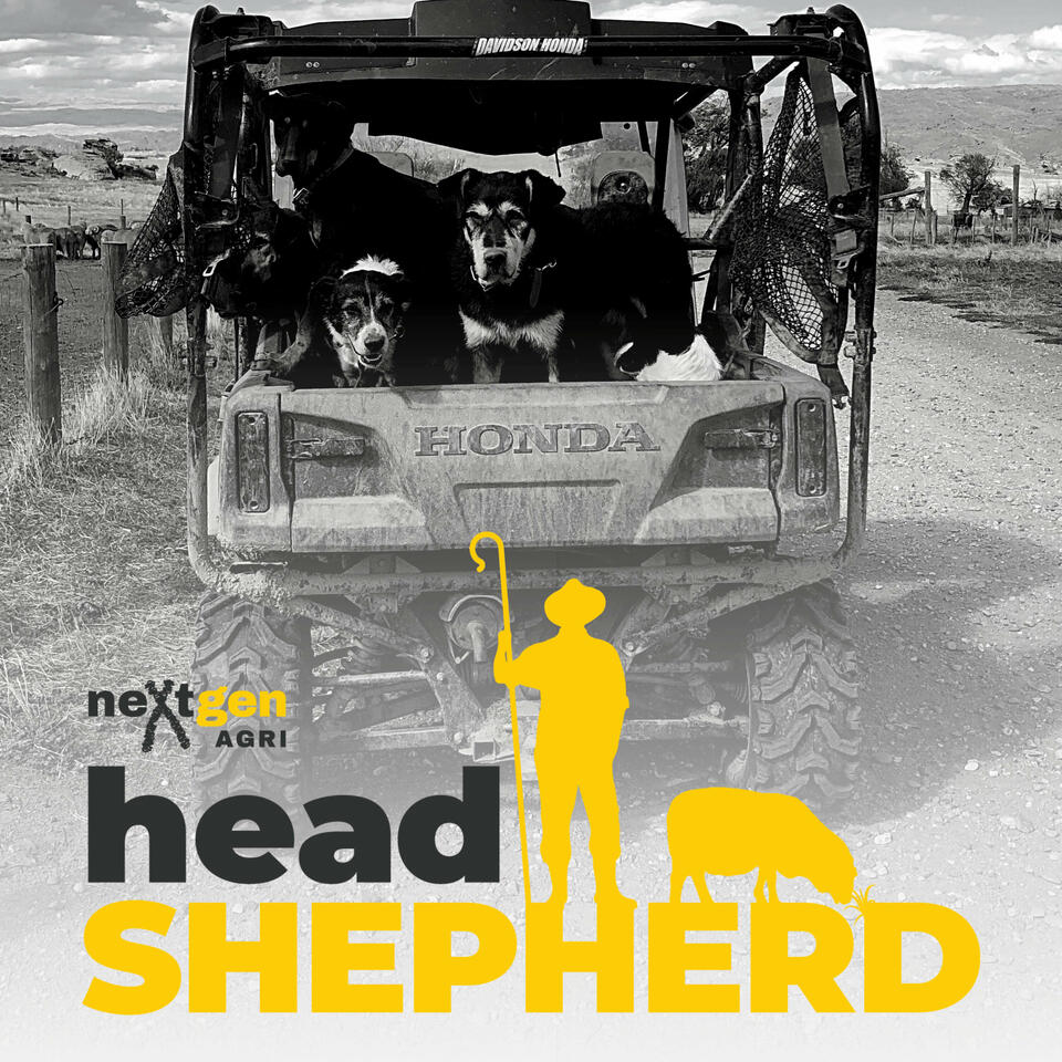 Head Shepherd