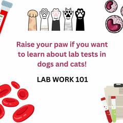 The Wet Nose Report- A Podcast for Pet Owners