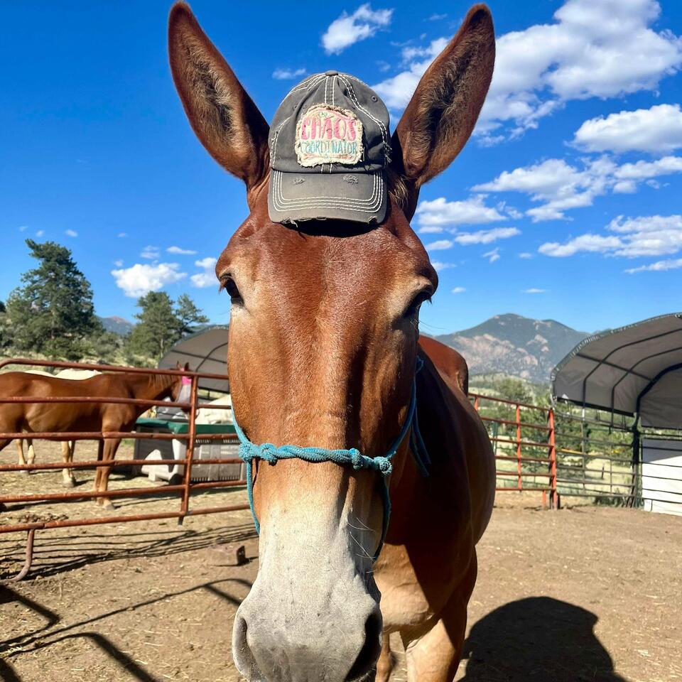 Off Grid with Horses